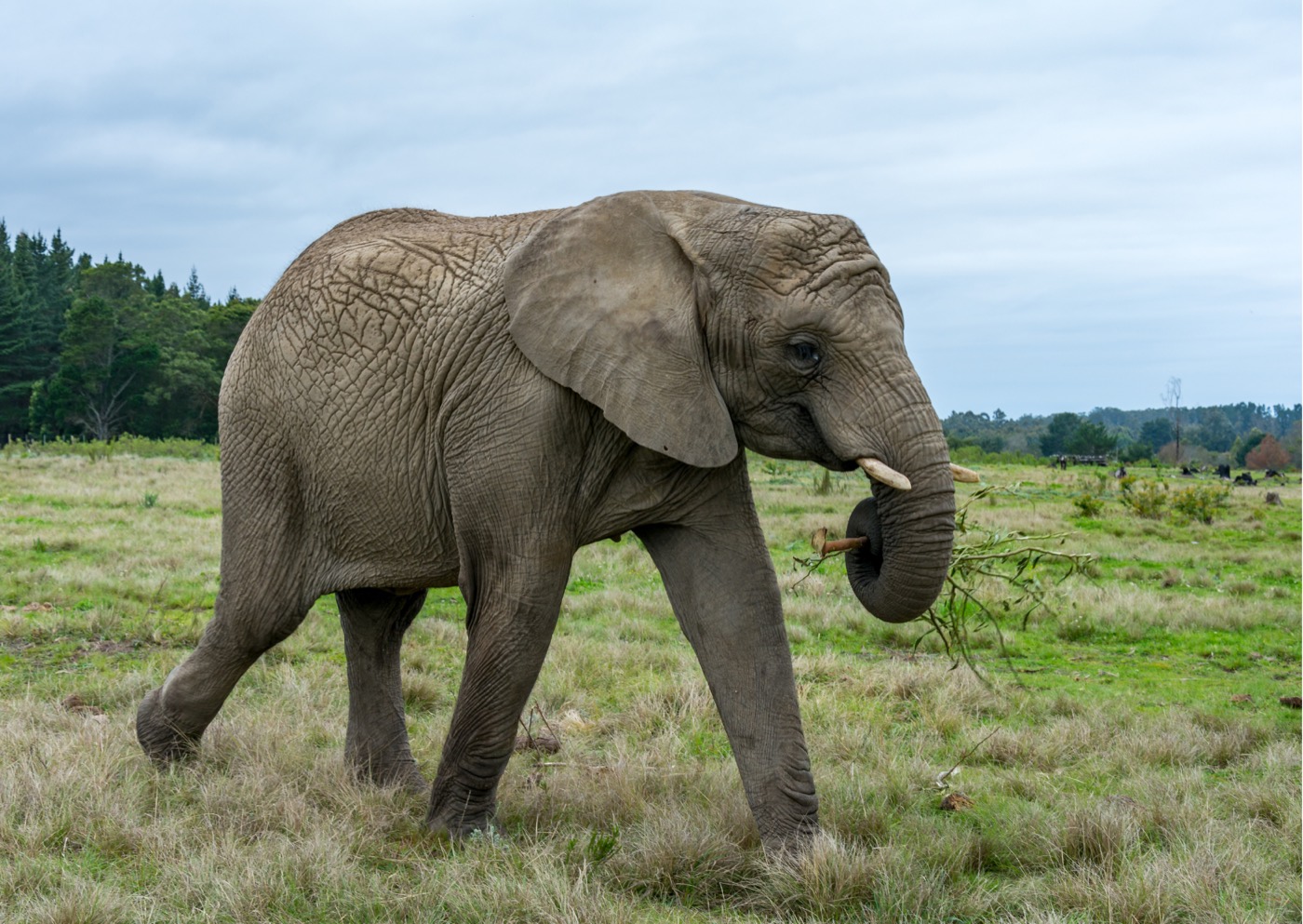 Elefante no Knysna Elephant Park