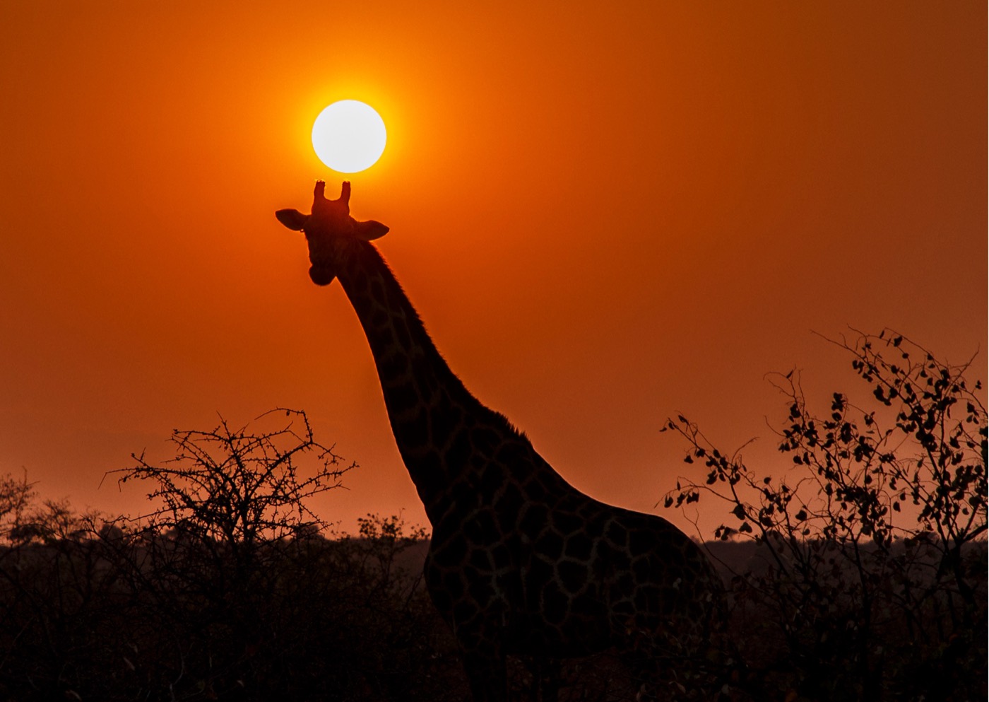 Girafa ao pôr do sol na savana