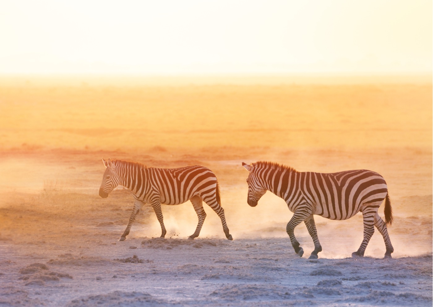 Zebras na reserva